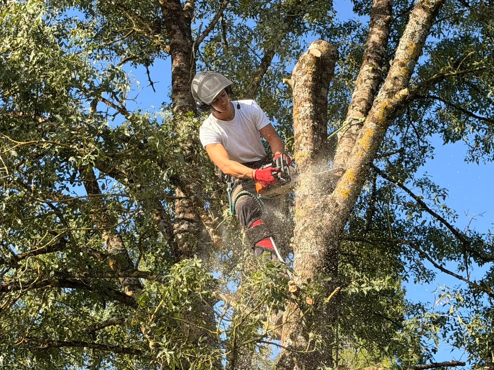 Arboriste sur cordes en train de couper une section de tronc à la tronçonneuse