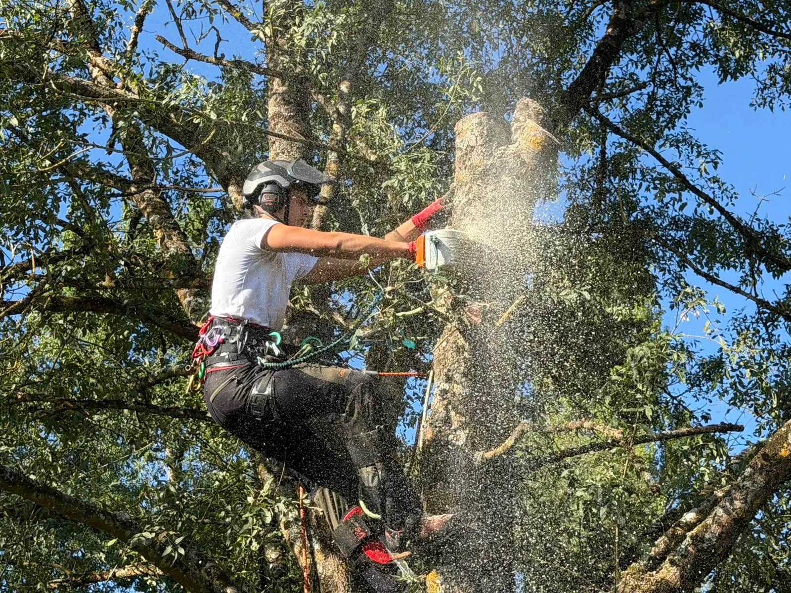 Abattage d’un arbre de 15 m