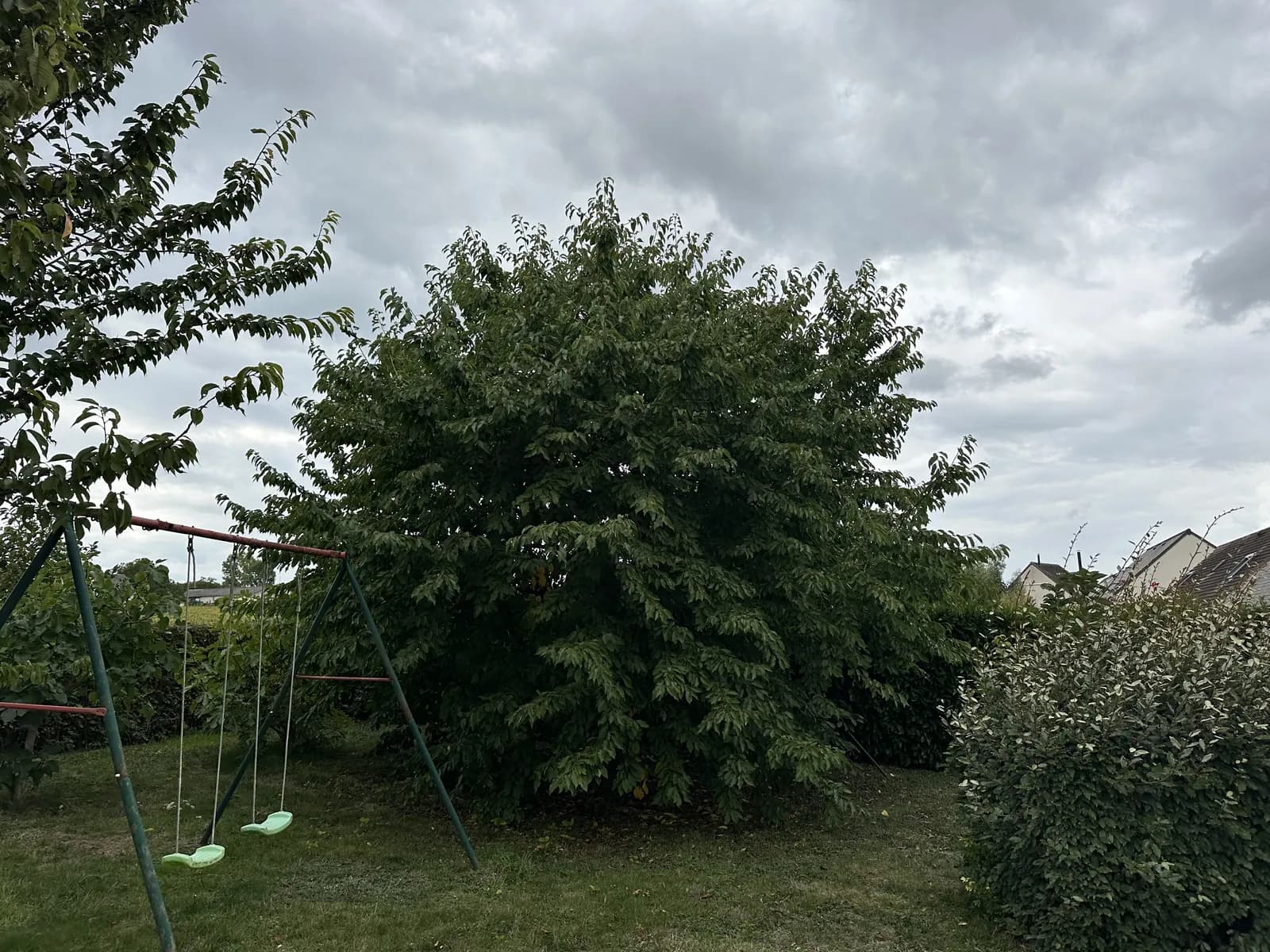 Cerisier dense et fermé, avant restructuration